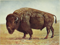 Buffalo Color 1.png