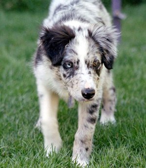 500px-BorderColliePupTheEye_wb.jpg