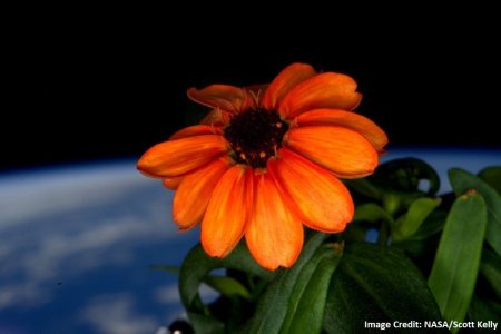 1st flower grown in space.jpg