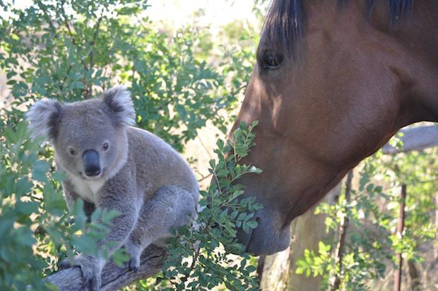 JohnHamparsum_Koala%26Nelson07.jpg