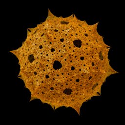 Radiolarian.jpg