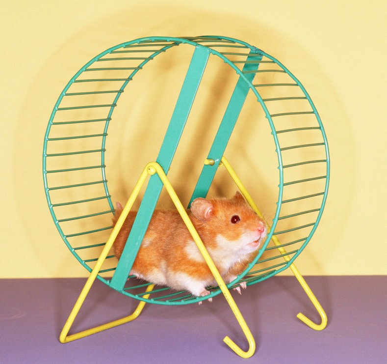 hamster+wheel.jpg